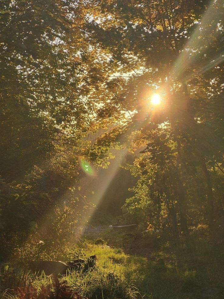 Why Are So Many Americans Vitamin D Deficient (And How to Fix It Naturally)